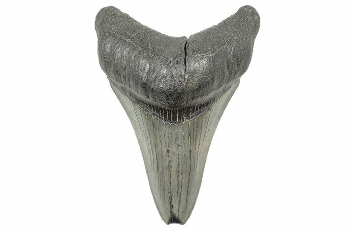 Fossil Megalodon Tooth - South Carolina #325721